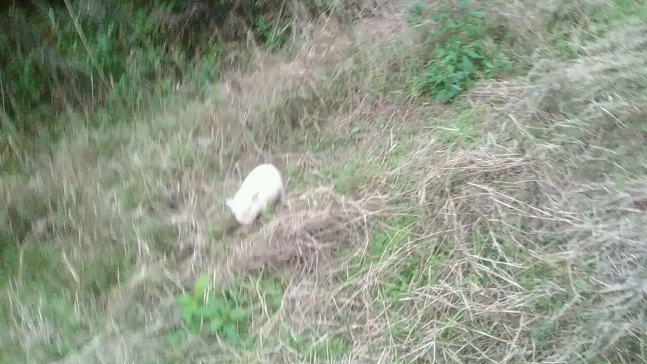《创人药》之创猪成功大脑升级成宠物猪
